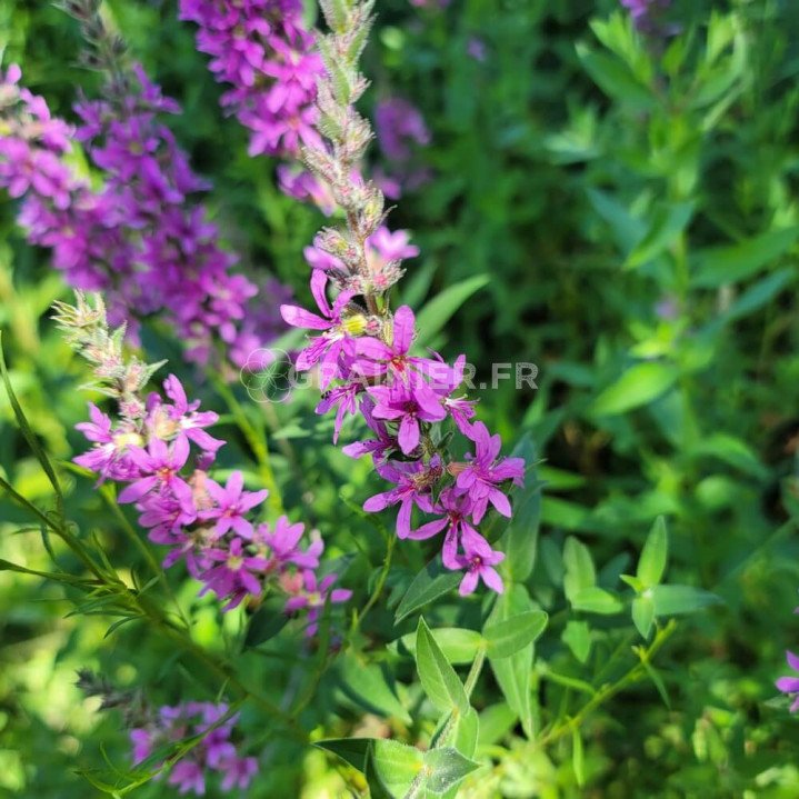 Salicaire commune, Lythrum salicaria image